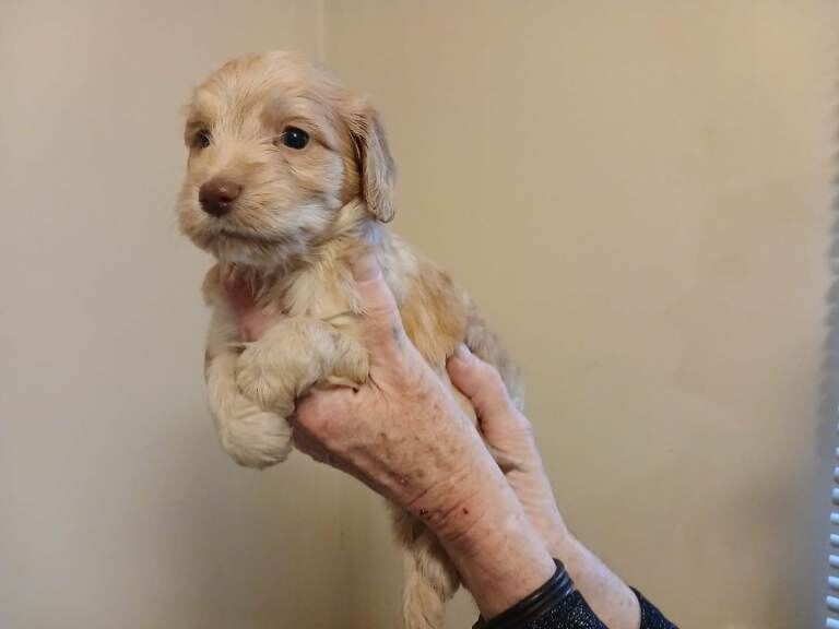Cockapoo puppies for sale in Sandiacre, Derbyshire – 8 weeks old - Image 3 of 4