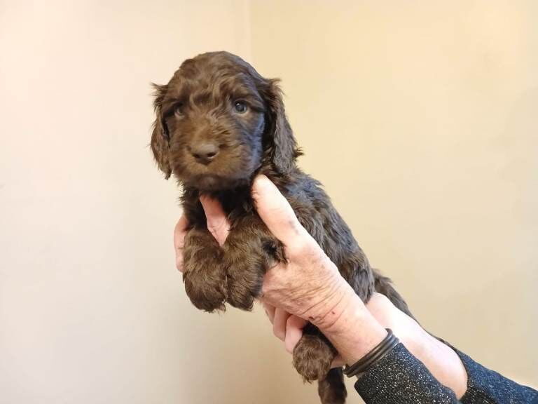 Cockapoo puppies for sale in Sandiacre, Derbyshire – 8 weeks old - Image 4 of 4