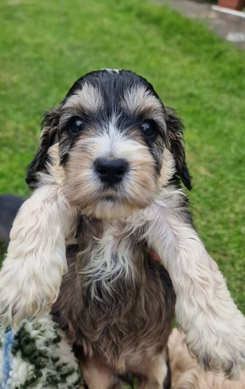 Cockerpoo pups sable/golden ready to leave 5th july for sale in Otley, West Yorkshire