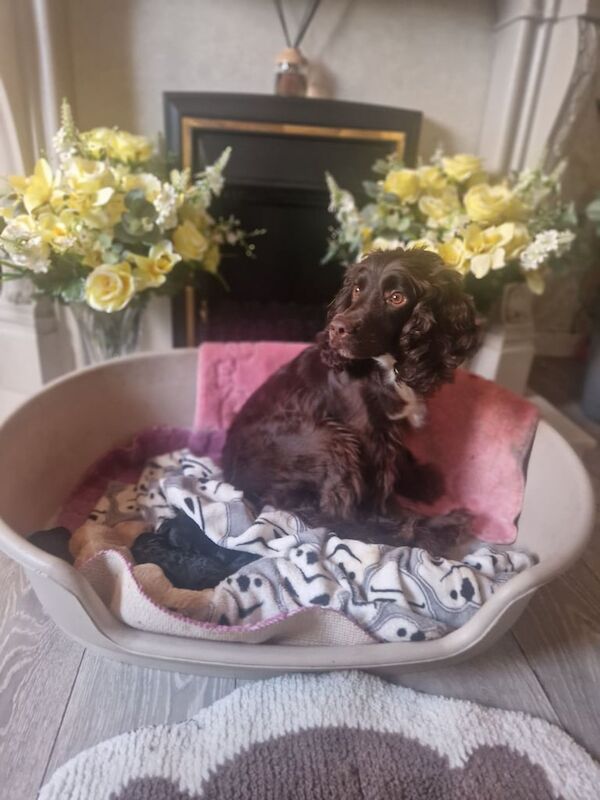 Cockerpoos for sale in Dundee, City of Dundee