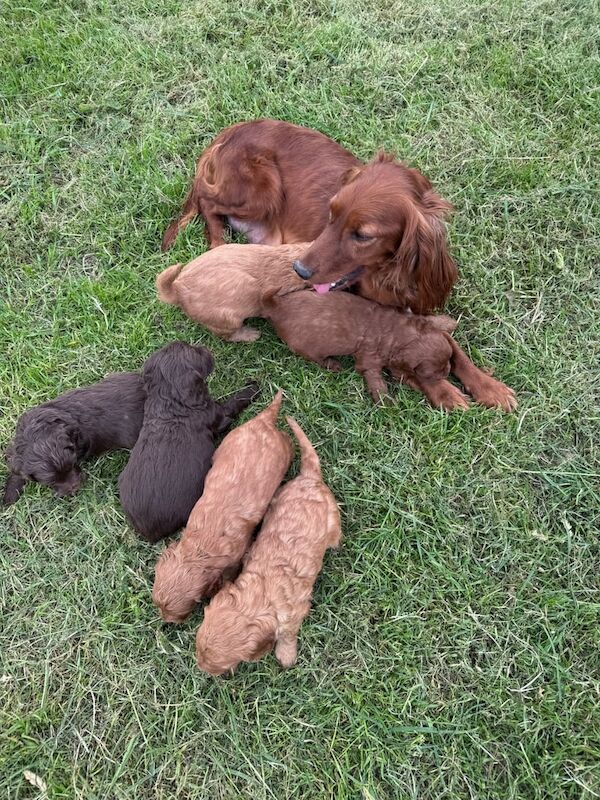 Cockerpoos for sale in New Deer, Aberdeenshire