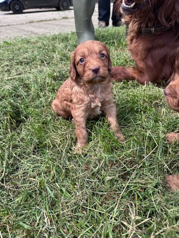 Cockerpoos for sale in New Deer, Aberdeenshire | Image 2