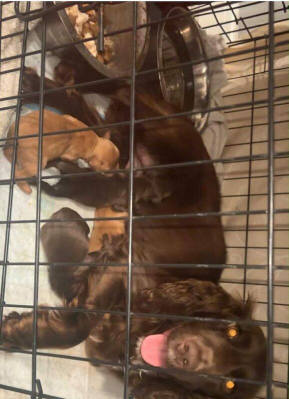 Cockapoo puppies for sale in Polegate, East Sussex – 3 months old - Image 3 of 4