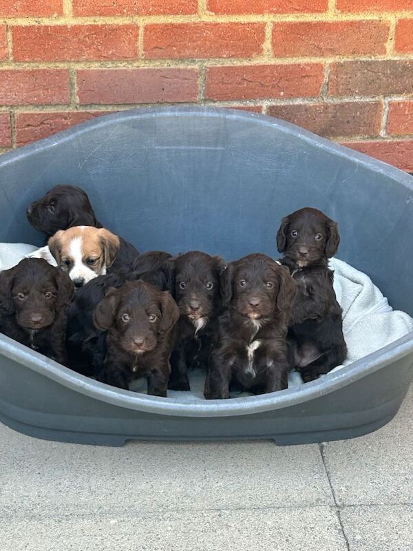 Cockerpoos - Image 2 of 3