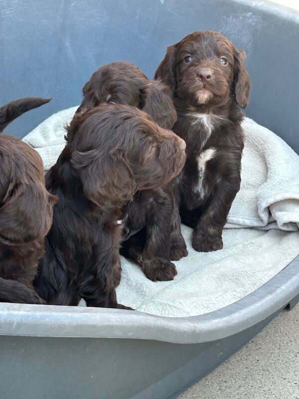Cockerpoos - Image 3 of 3
