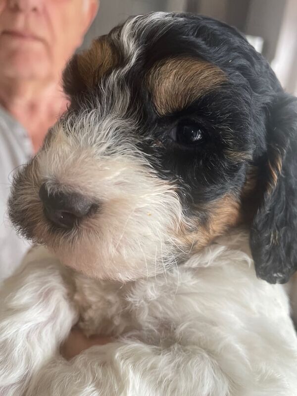 Cockapoo puppies for sale in Grays, Essex – 8 weeks old