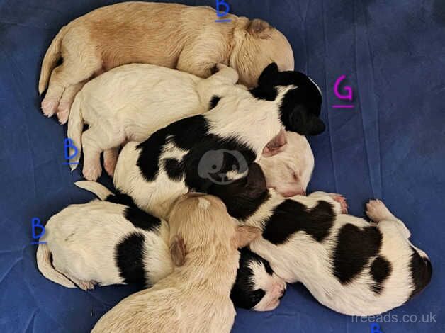 Cockapoo puppies for sale in Great Yarmouth, Norfolk – 1 year old - Image 1 of 5