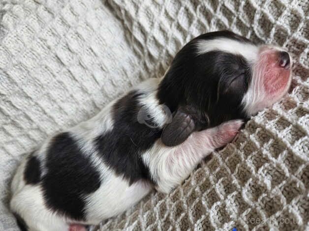 Cockapoo puppies for sale in Great Yarmouth, Norfolk – 1 year old - Image 2 of 5