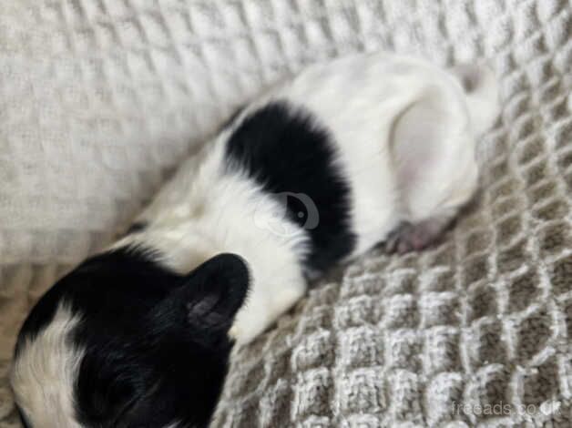 Cockapoo puppies for sale in Great Yarmouth, Norfolk – 1 year old - Image 3 of 5