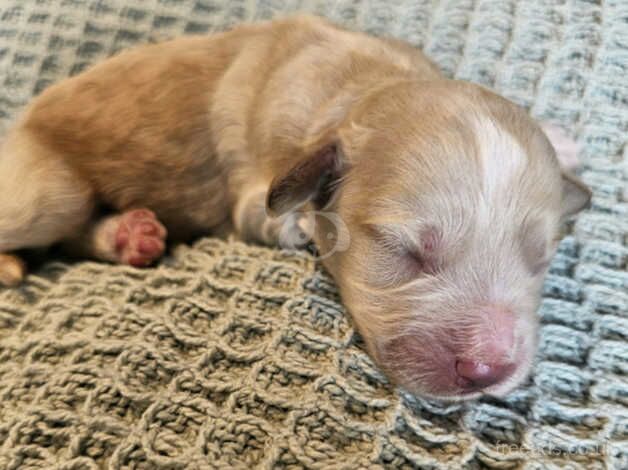 Cockapoo puppies for sale in Great Yarmouth, Norfolk – 1 year old - Image 5 of 5