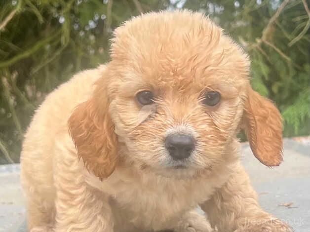 Cockapoo puppies for sale in Dereham, Norfolk – 1 year old - Image 1 of 5