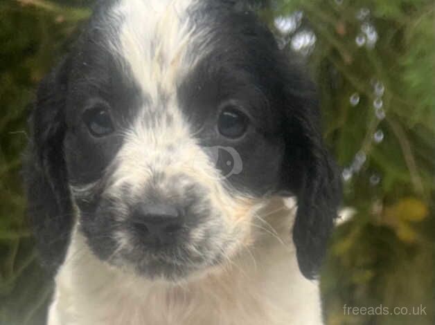 Cockapoo puppies for sale in Dereham, Norfolk – 1 year old - Image 2 of 5