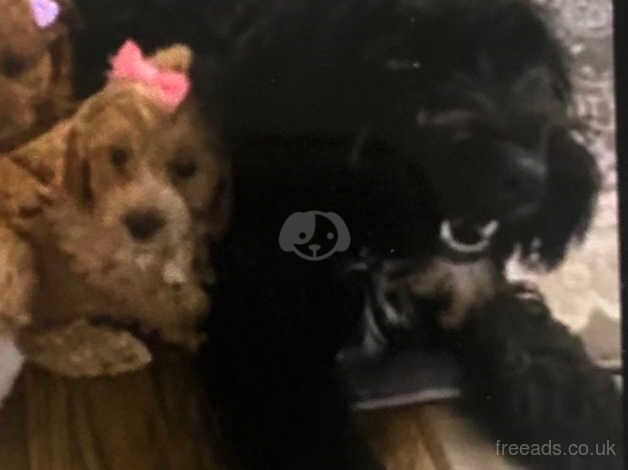 Cockapoo puppies for sale in Dereham, Norfolk – 1 year old - Image 5 of 5