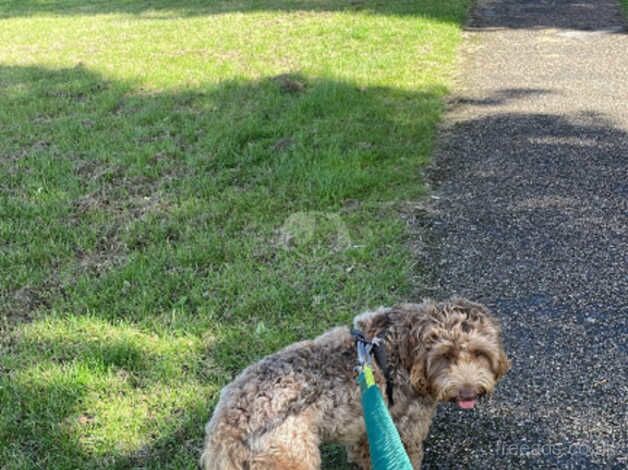Cockapoo puppies for sale in Rotherham, South Yorkshire – 1 year old - Image 3 of 3