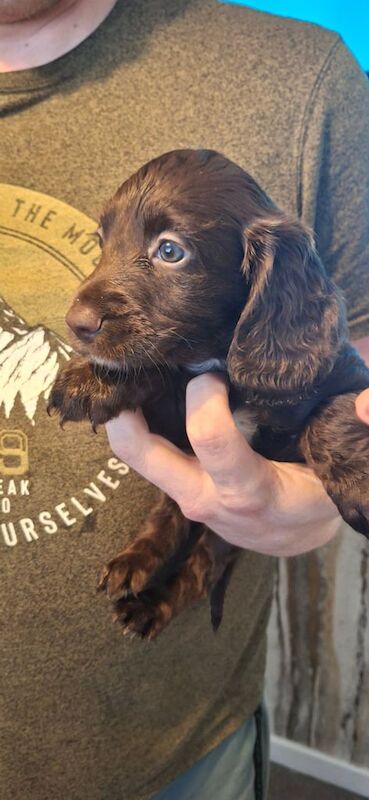 Cockapoo puppies for sale in Sunderland, Tyne and Wear – 7 weeks old