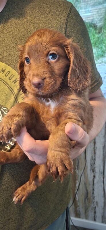 Cockapoo puppies for sale in Sunderland, Tyne and Wear – 9 weeks old - Image 2 of 3