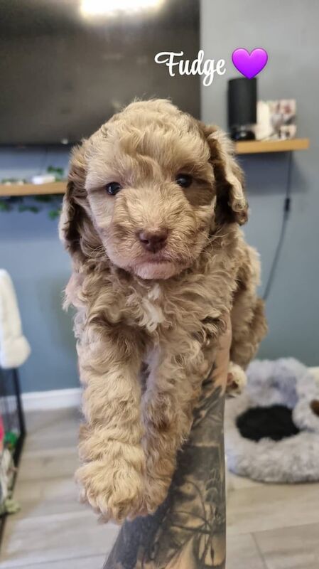 Cockapoo puppies for sale in Great Sankey, Cheshire – 5 weeks old