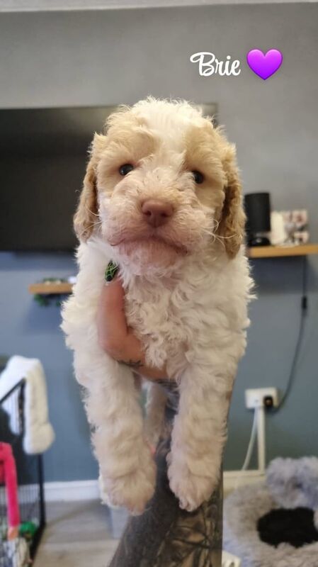 Cockapoo puppies for sale in Great Sankey, Cheshire – 6 weeks old - Image 2 of 5