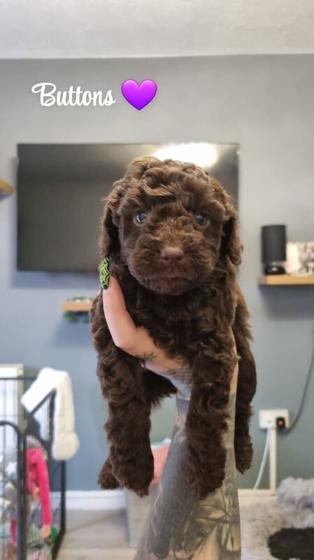 Cockapoo puppies for sale in Great Sankey, Cheshire – 6 weeks old - Image 3 of 5