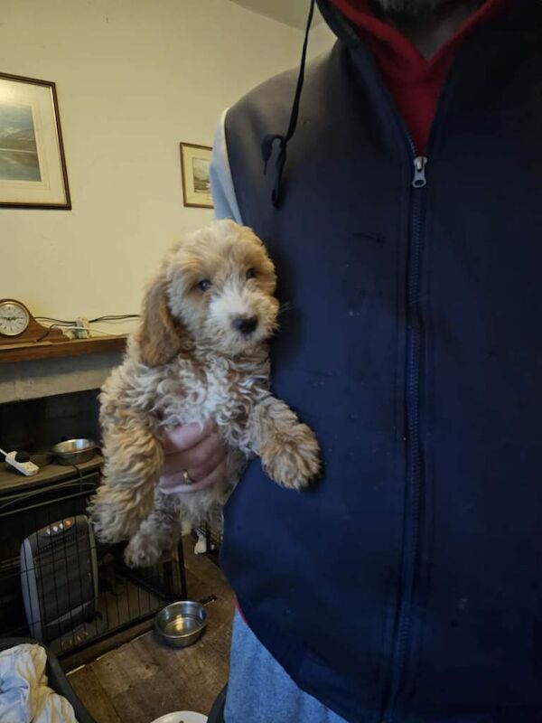 Cockapoo puppies for sale in Gretna, Dumfries – 4 months old - Image 3 of 3