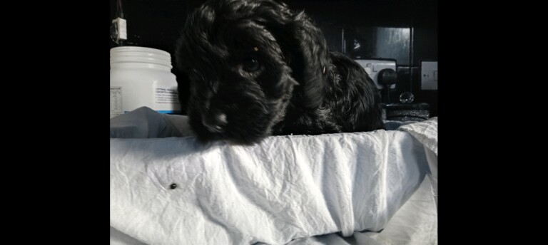 Cockpoo - Image 2 of 5