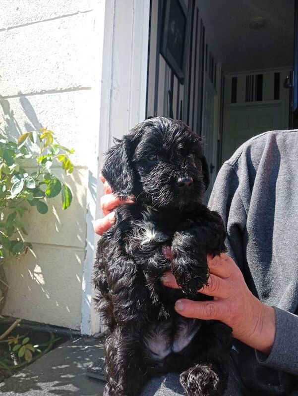 Cockpoo - Image 4 of 5