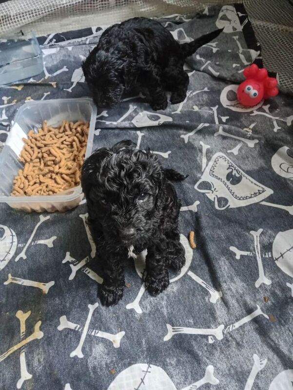 Cockpoo - Image 5 of 5