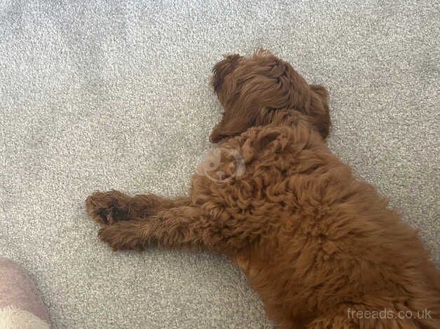 Cockapoo puppies for sale in Glasgow, City of Glasgow – 1 year old - Image 5 of 5