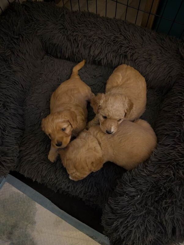 Cockapoo Puppies For Sale Under £1,000