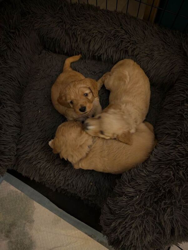 Cockpoo puppies - Image 2 of 2