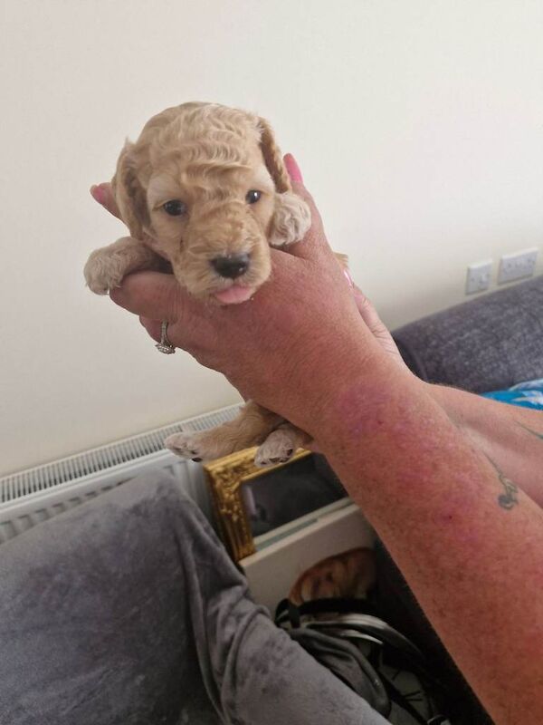 Cockpoo puppies for sale