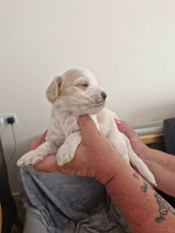 Cockpoo puppies for sale - Image 2 of 5