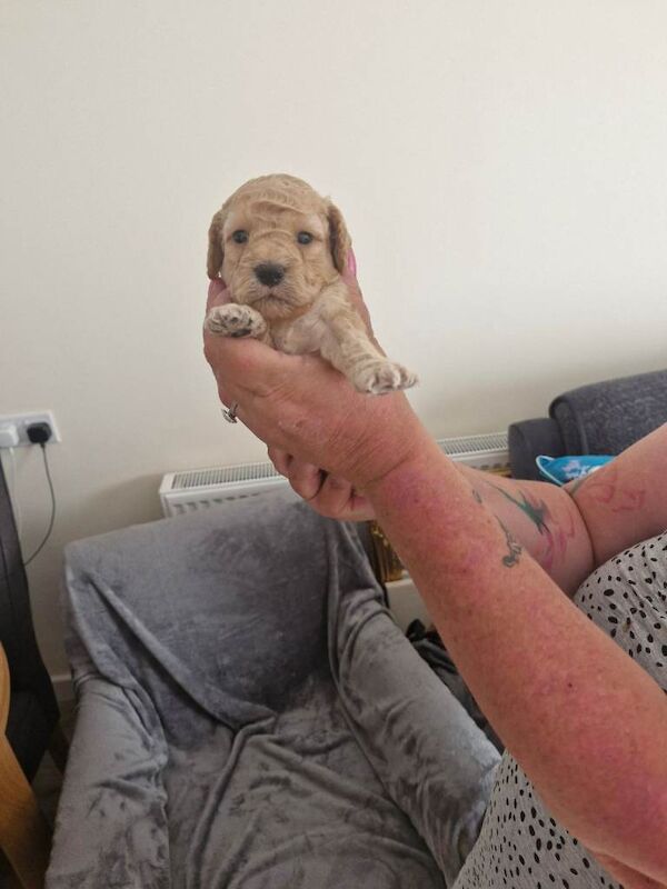 Cockpoo puppies for sale - Image 3 of 5
