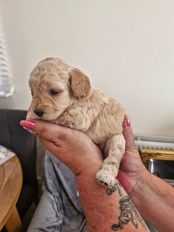 Cockpoo puppies for sale - Image 4 of 5