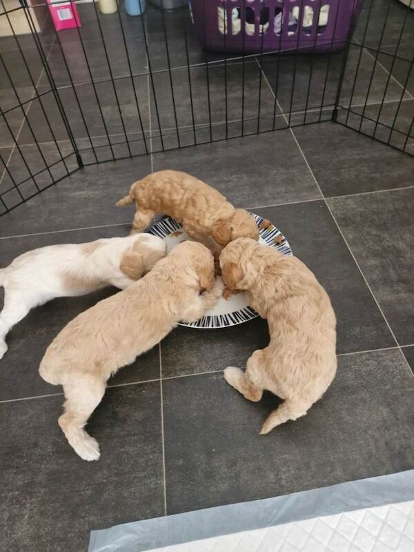 Cockpoo puppies for sale - Image 5 of 5