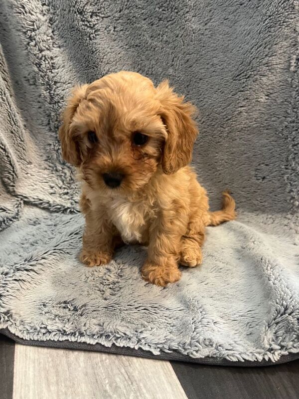 Cockapoo puppies for sale in Swansea / Abertawe, West Glamorgan – 4 months old - Image 2 of 3