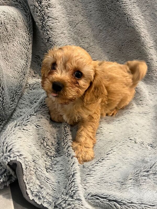 Cockapoo puppies for sale in Swansea / Abertawe, West Glamorgan – 4 months old - Image 3 of 3