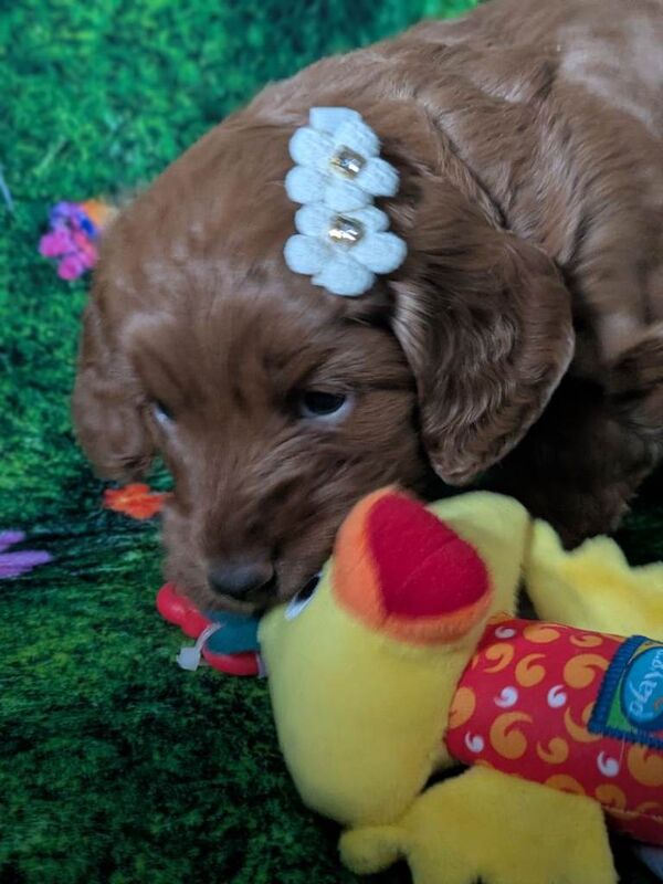 Cocopoo puppy - Image 2 of 3