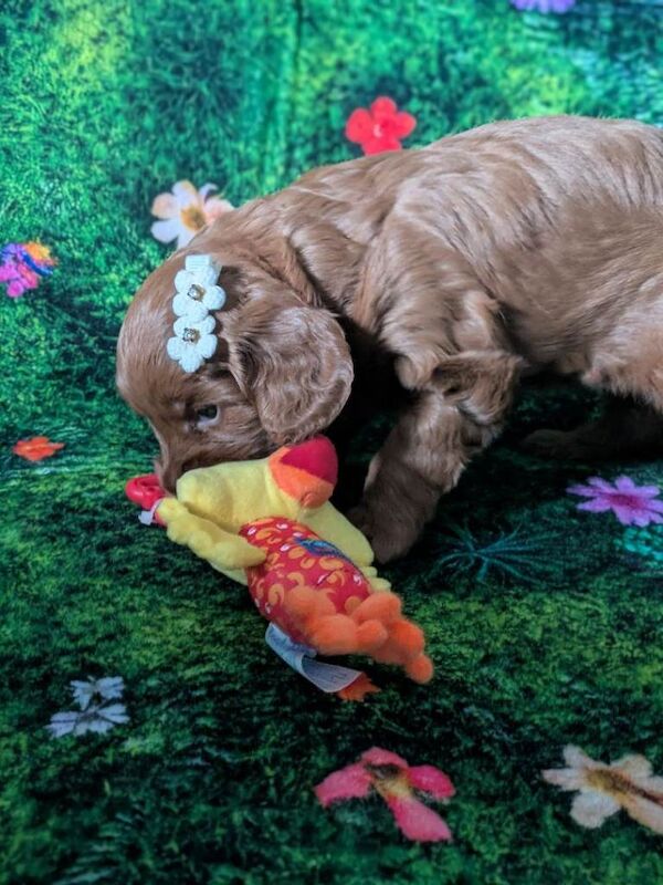 Cocopoo puppy - Image 3 of 3