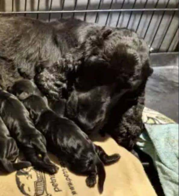 Cokapoo puppies - Image 3 of 4