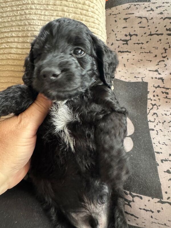 coker poo/ golden doodle puppies 7 weeks old 5 boys