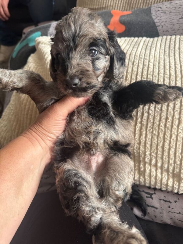 coker poo/ golden doodle puppies 7 weeks old 5 boys - Image 2 of 4