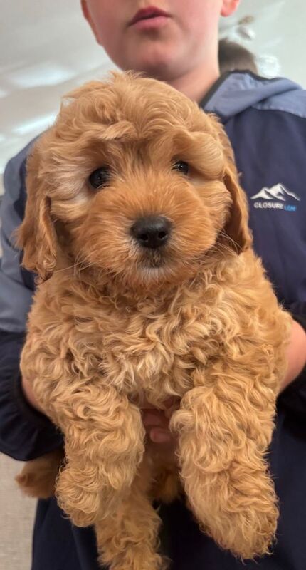 Cockapoo Puppies For Sale