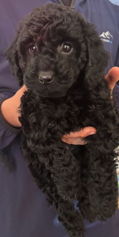 Cokerpoo pups f1b - Image 2 of 3