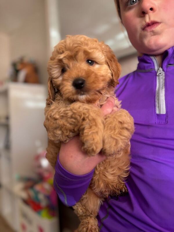 Cokerpoo pups f1b - Image 3 of 3