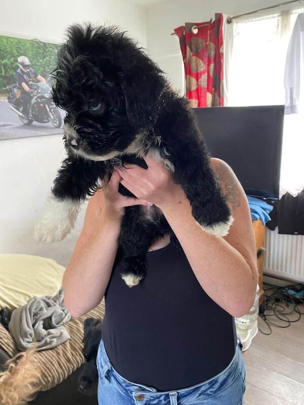Cockapoo puppies for sale in Chippenham, Wiltshire – 6 weeks old