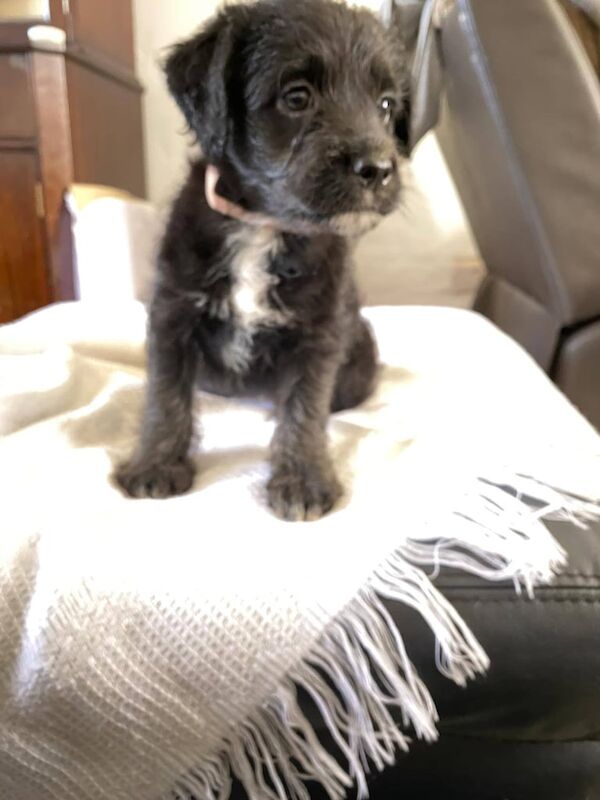Cockapoo puppies for sale in Chippenham, Wiltshire – 7 weeks old - Image 2 of 3
