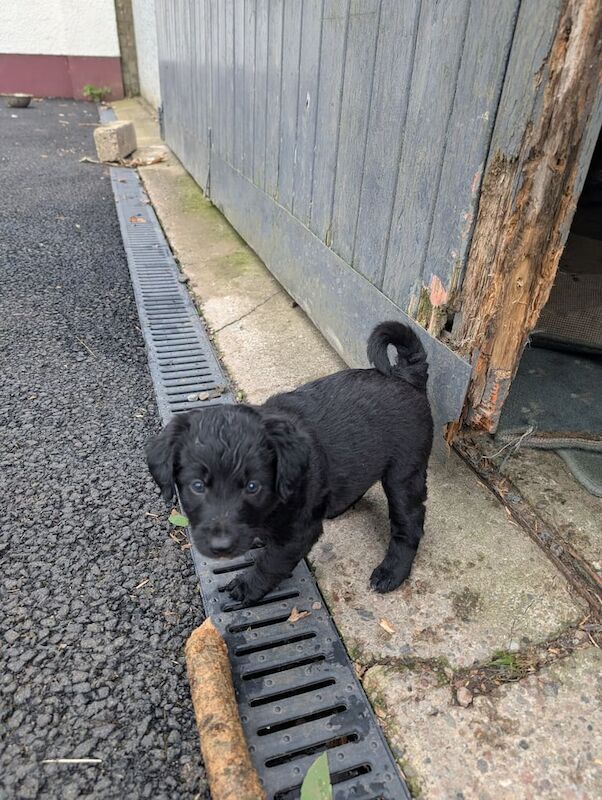 Cockapoo puppies for sale in Portglenone, County Antrim – 5 weeks old