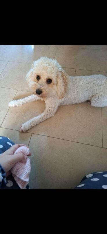 Coockapoo