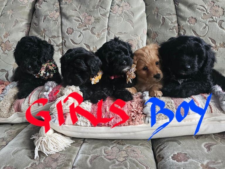 Cookapoo puppy for sale in Barnsley, South Yorkshire